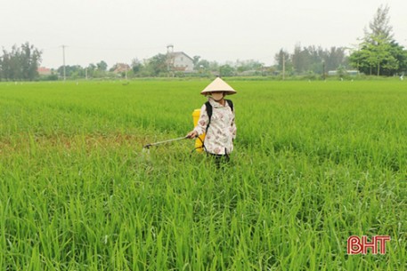 Tập trung cao cho phòng trừ dịch hại trên cây trồng đông xuân vào cuối vụ