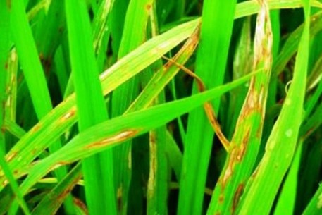 Hướng dẫn Phòng trừ rầy nâu, rầy lưng trắng hại lúa vụ Xuân 2020