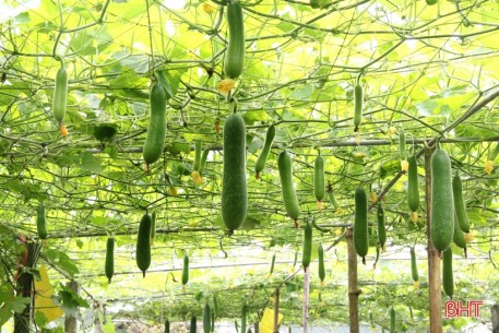 Ngắm vườn mẫu sum suê rau quả vào mùa thu hoạch trên những miền nông thôn mới Hà Tĩnh