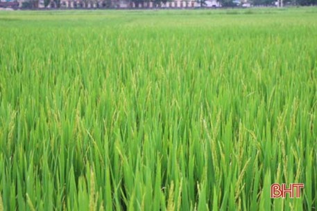 Lúa xuân Hà Tĩnh đối mặt với nhiều khó khăn