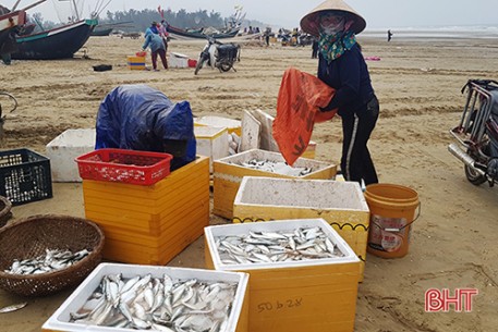 Trúng cá trích, ngư dân Thạch Hà “sống ổn” giữa mùa dịch