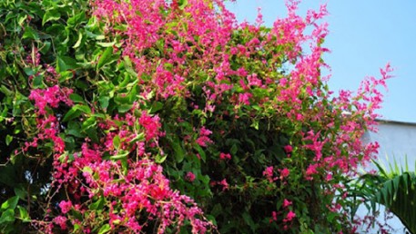 Miền quê đáng sống: Miền quê đỏ thắm sắc ti gôn