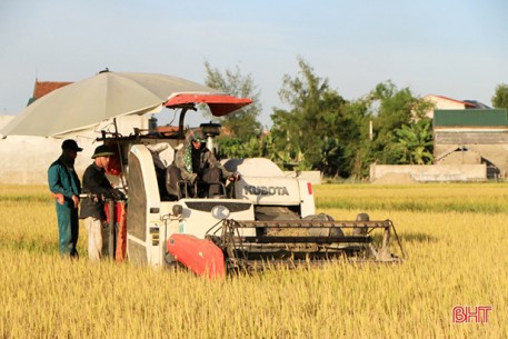 9 địa phương ở Hà Tĩnh thu hoạch lúa xuân 2020