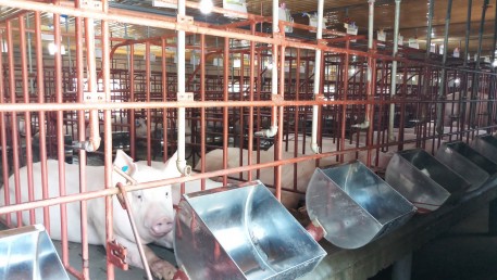 Nông dân Hà Tĩnh thận trọng tái đàn sau dịch