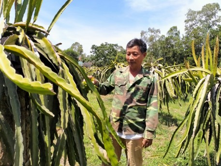 Thanh long ruột đỏ, không khó để làm giàu