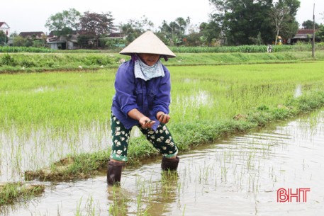 Phòng trừ đúng kỹ thuật, không để ốc bươu vàng và rầy lưng trắng gây hại lúa hè thu ở Hà Tĩnh