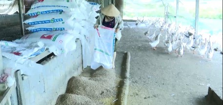 Gương điển hình mô hình kinh tế trang trại mang lại hiệu quả cao