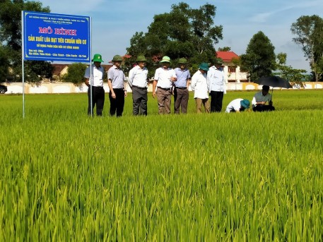 Giám đốc Sở Nông nghiệp và Phát triển nông thôn đi kiểm tra mô hình sản xuất lúa đạt tiêu chuẩn hữu cơ.