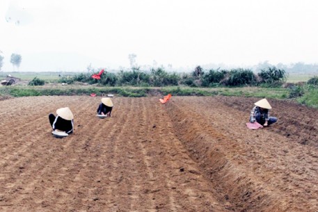 Hành tăm vào vụ gieo trồng mới
