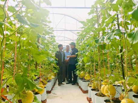 Người đưa giống dưa lưới Hà Lan về trồng trên vườn đồi