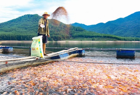 “Bỏ phố lên rừng" quyết xây dựng thương hiệu cá sạch