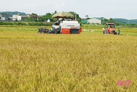 Hà Tĩnh khẩn trương thu hoạch nhanh vụ hè thu, phấn đấu hoàn thành trước 10/9