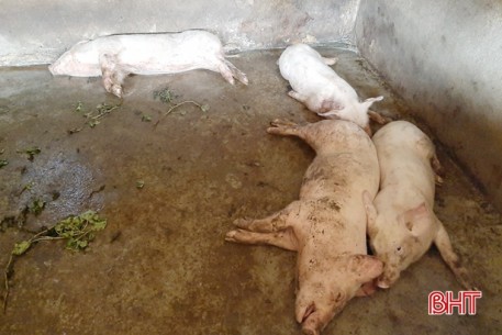 3 huyện ở Hà Tĩnh tái phát dịch tả lợn châu Phi