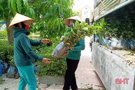 Khôi phục giống hồng ngon nhất Hà Tĩnh