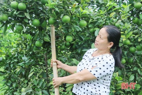 Vựa cam của Hà Tĩnh ước thu khoảng 450 tỷ đồng trong năm 2020