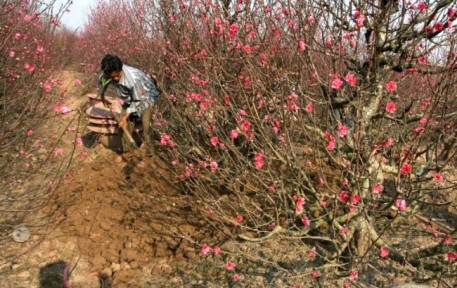 Biện pháp chăm sóc để cây đào ra hoa đúng dịp tết