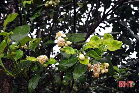 Bưởi Phúc Trạch rộ hoa sớm, nông dân Hương Khê “nóng ruột”!
