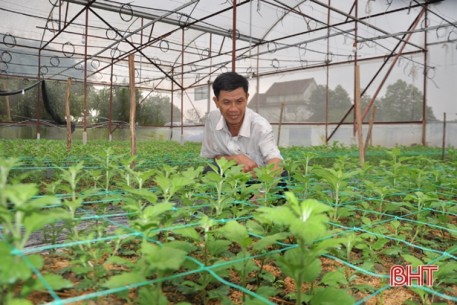 Có chính sách kích cầu, làng hoa ở Hà Tĩnh tăng quy mô sản xuất chờ tết