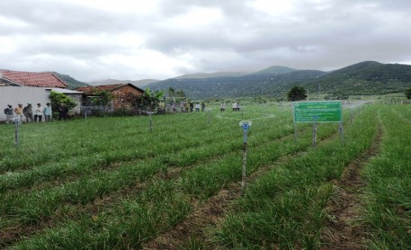 Bình ĐịBình Định: Cây trồng triển vọng cho nhà nôngnh: Cây trồng triển vọng cho nhà nông