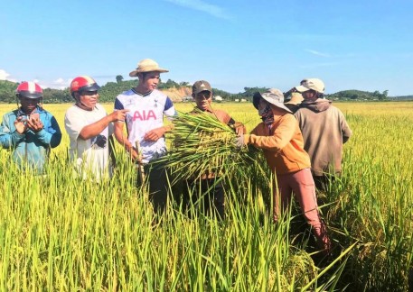 Đăk Nông: Tổng kết mô hình sản xuất lúa thơm ST24 theo hướng hữu cơ