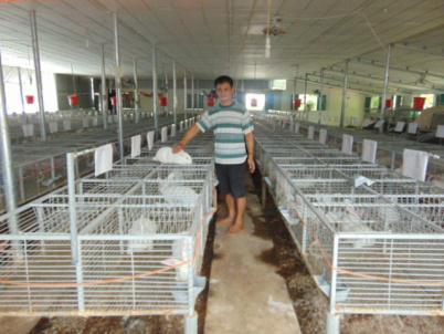 Mô hình nuôi thỏ cho thu nhập ổn định.
