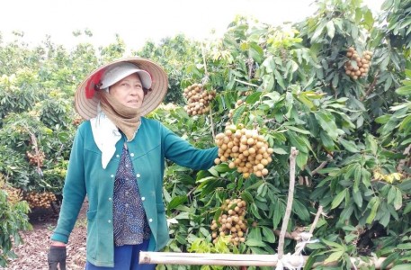 Trồng nhãn trên đất đá cho hiệu quả cao
