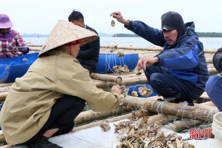 Nuôi hàu sữa Thái Bình Dương giữa thành phố Hà Tĩnh