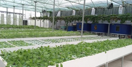 Aquaponics - Hệ sinh thái nông nghiệp hữu cơ tiết kiệm tài nguyên và ứng phó biển đổi khí hậu