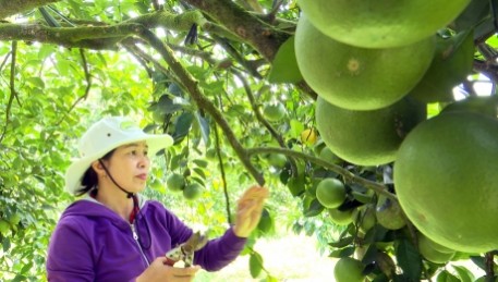 Trồng cam giòn Thượng Lộc thu tiền tỷ mỗi năm