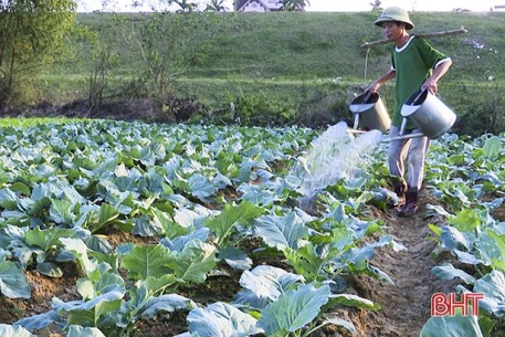 Vựa rau lớn nhất Đức Thọ sẵn sàng đón tết