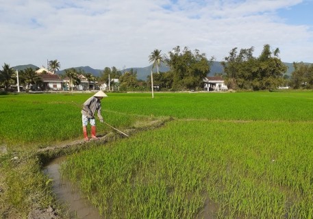 Bình Định: Nông dân Phù Cát vui tết, không quên chăm sóc cây trồng vụ đông xuân