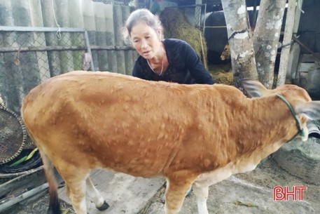 Chủ tịch UBND tỉnh Hà Tĩnh chỉ đạo khẩn trương phòng chống dịch bệnh trên gia súc, gia cầm