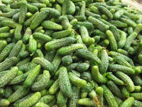 Bắc Giang: Hiệu quả mô hình liên kết sản xuất rau chất lượng cao