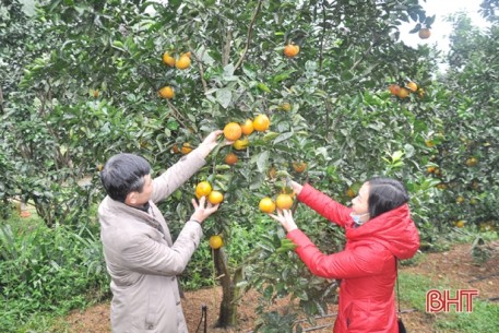 Nông dân Hà Tĩnh vui xuất bán sản vật dịp tết