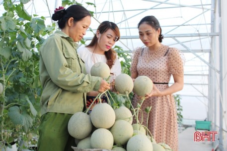Quả ngọt, trái lành, thấm đẫm tình đất, tình người Can Lộc