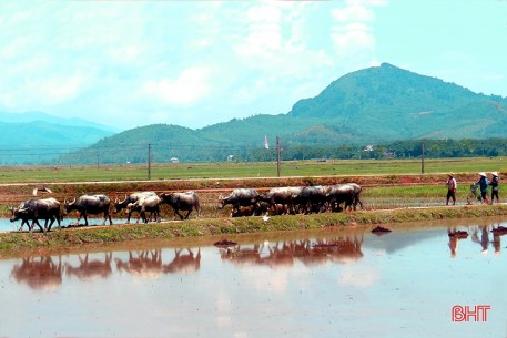 Năm Sửu nói chuyện phát triển đàn trâu