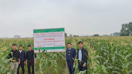 Mô hình liên kết sản xuất ngô ngọt Golden Cob cho hiệu quả kinh tế cao
