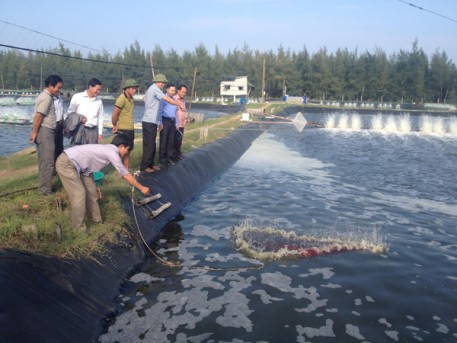Hiệu quả liên kết sản xuất và tiêu thụ tôm VietGAP tại Hà Tĩnh