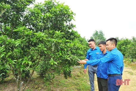 Chuyện làm giàu trên núi của thanh niên miền sơn cước Hà Tĩnh