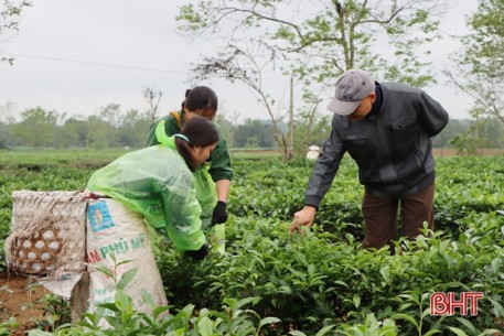 Nông dân Hương Khê tất bật hái tạo hình chè công nghiệp