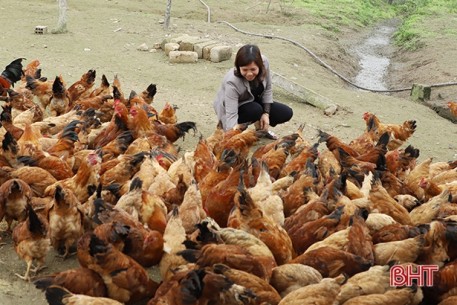 Người chăn nuôi Hà Tĩnh ngạc nhiên khi giá gà lên 120 ngàn đồng/kg