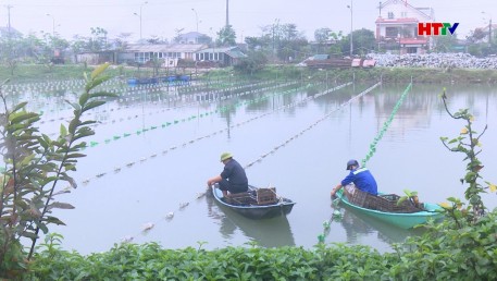 Thành phố Hà Tĩnh thí điểm nuôi trai lấy ngọc