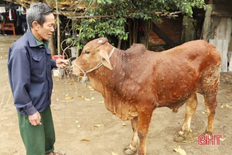Địa phương đầu tiên ở Nghi Xuân xuất hiện bệnh viêm da nổi cục trên trâu bò