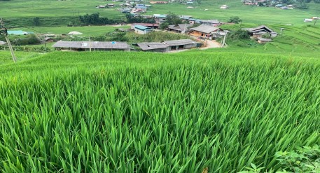 Lào Cai: Hiệu quả từ cánh đồng một giống gắn với bảo tồn, quy hoạch ruộng bậc thang và du lịch sinh thái