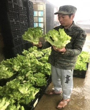 Lào Cai: Trồng rau cải mầm đá – Triển vọng sản xuất rau hàng hóa