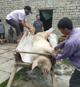 20 thôn ở Đức Thọ bị dịch tả lợn Châu Phi.