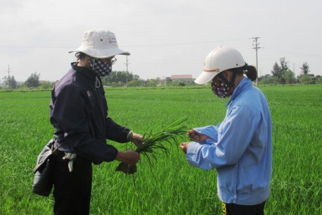 Hà Tĩnh: Chủ động phòng trừ sâu bệnh hại trên lúa xuân