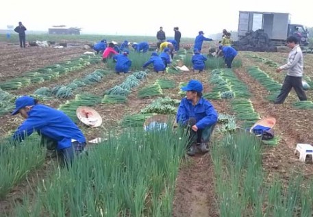 Trồng hành lá xuất khẩu cho thu nhập khá ở Minh Tân