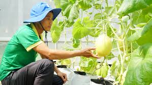 Thanh niên trồng dưa lưới có thu nhập gần 3 tỷ đồng năm