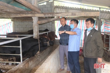 Huyện miền núi Hà Tĩnh ráo riết phòng dịch viêm da nổi cục trên đàn trâu, bò